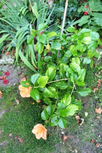 oranžová čínska ruža