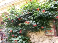 kvety zdobiace časť múrov hradu