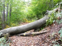 spadnutý strom