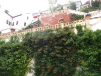 záhrada - múr s popínavými rastlinami