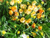jarná žltá výzdoba - tulipány a narcisy