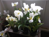 posledné chvíle bielych tulipánov