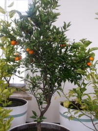 citrusový strom