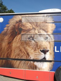 lev z autobusu