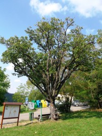 pamätný strom nad obcou
