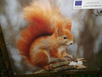 veverica - katerica