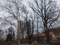 stromy v parku zámku