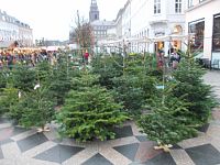 predaj vianočných stromčekov na námestí