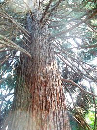 sekvojovec obrovský - najvyšší exemplár má výšku 83,8 m, ale najvyšším stromom na svete je sekvoj vždyzeklený s výškou 115,5 metra