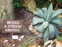 rastliny zastupujúce Mexiko a Strednú Ameriku