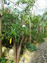 rastliny z ostrova Madagaskar