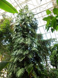tropický skleník je až 16 metrov vysoký