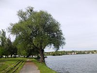 strom pri rybníku
