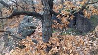 strom v jesennom lístí