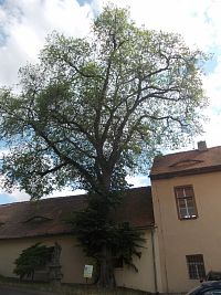 strom jilm vaz vysoký 20 metrov a socha sv. Jana Nepomuckého