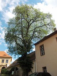 Bílina - Památny strom jilm vaz