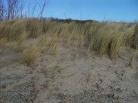 tráva na dune