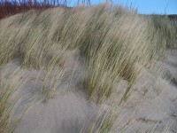 medzi plážou a dunou