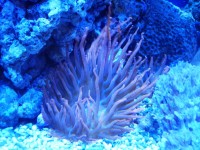 koraly