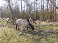 kone v lese