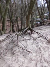 strom v piesku
