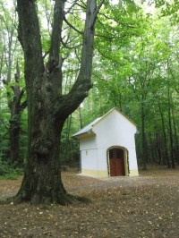 kaplnka a starý strom