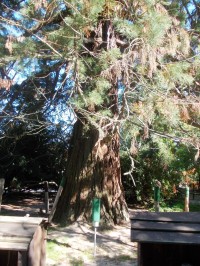 starý strom a pod ním jeden z dravcov