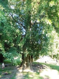 strom Gonkgo biloba