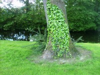 zelený strom