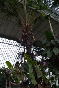palmy rastú až k stropu