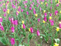 opäť tulipány