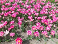 a n azáver jarné kvety - tulipány