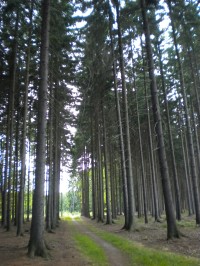 Les u Kamenných Žehrovic.