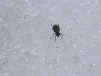 Živý hmyz putující po sněhu.
