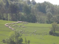 Pohled na ovce z luk pod horou Tŕstie.