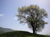Třešně na vrcholu Obadova Očka.