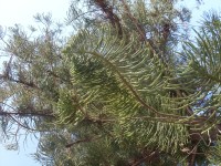 Mallorka - zvláštní strom