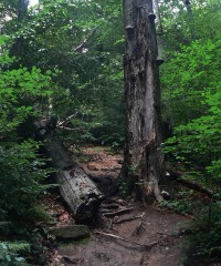Pralesný charakter lesa