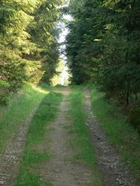 (1) Záběry z cesty lesem k Hájence po modré TZ