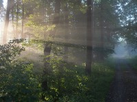 Ráno v Datyňském lese