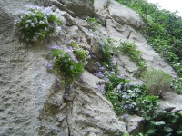 Velika Paklenica - místní flóra