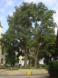 Potštejn-památné stromy kolem kostela sv. Vavřince