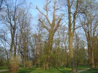 Velká Bstřice-zámecký park se vzácnými stromy-Foto:Ulrych Mir.
