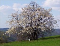 Hlubočky-ves-jaro nad údolím Bystřice-Foto:Ulrych Mir.