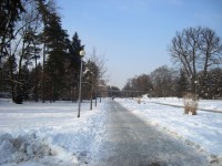 Olomouc-Smetanovy sady v zimě-Alej čeká na nové stromořadí-Foto:Ulrych Mir.