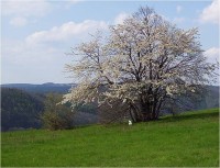 Nízký Jeseník-jaro nad údolím Bystřice-v pozadí Jedlová s Pohořany-Foto:Ulrych Mir.