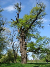 Lednice-lovecký zámeček Janohrad-památný strom nedaleko zámku-Foto:Ulrych Mir.
