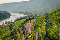 Bernkastel-Kues: Pár jede vinohradem v moselském údolí © DZT/Günter Standl