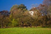 Vysoké Chvojno - v jabloňovém sadu pod bývalou farou (dnes v soukromém vlastnictví) 
