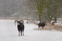 Zima 2014/2015 v oboře - mufloni